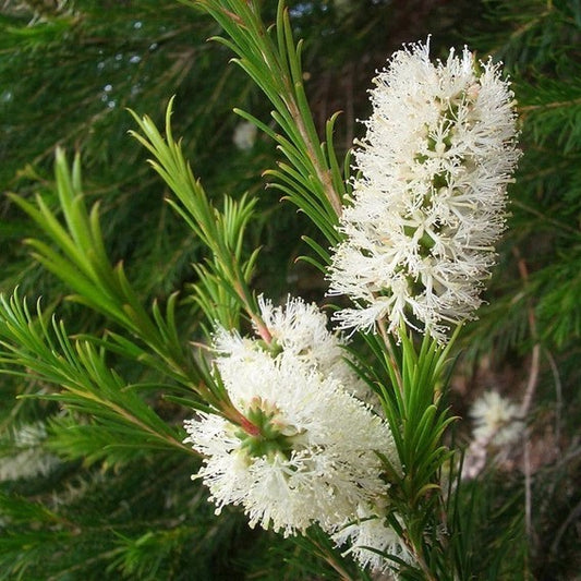 O essencial dos essenciais: o Óleo de Melaleuca. - Caulí Beleza Natural