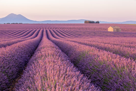 A Calmaria da Lavanda. - Caulí Beleza Natural